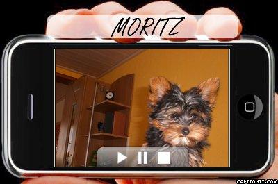 MORITZ<a href="profile.php?lookup=133"> - moritz</a><br/>
		         Komentarzy: 0
 Obejrzano:  12731 Ocena: <img src="images/star.gif" alt="*" style="vertical-align:middle"/><img src="images/star.gif" alt="*" style="vertical-align:middle"/><img src="images/star.gif" alt="*" style="vertical-align:middle"/><img src="images/star.gif" alt="*" style="vertical-align:middle"/><img src="images/star.gif" alt="*" style="vertical-align:middle"/>
